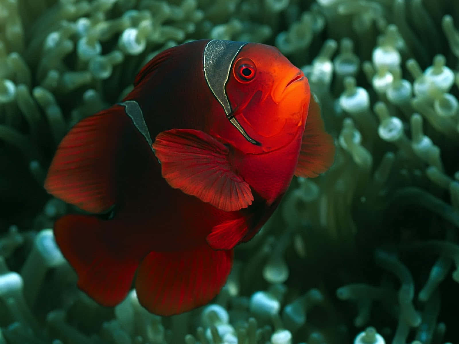 Colorful Clownfish Swimming In Tranquil Underwater Scene Wallpaper