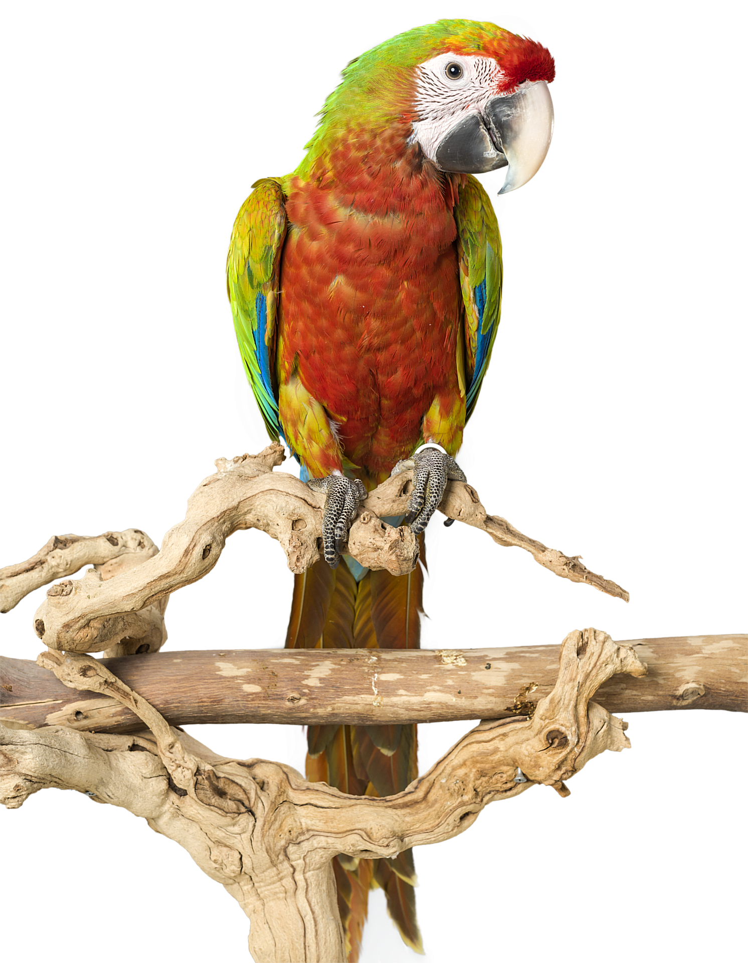 Colorful Cockatoo Perchedon Branch PNG