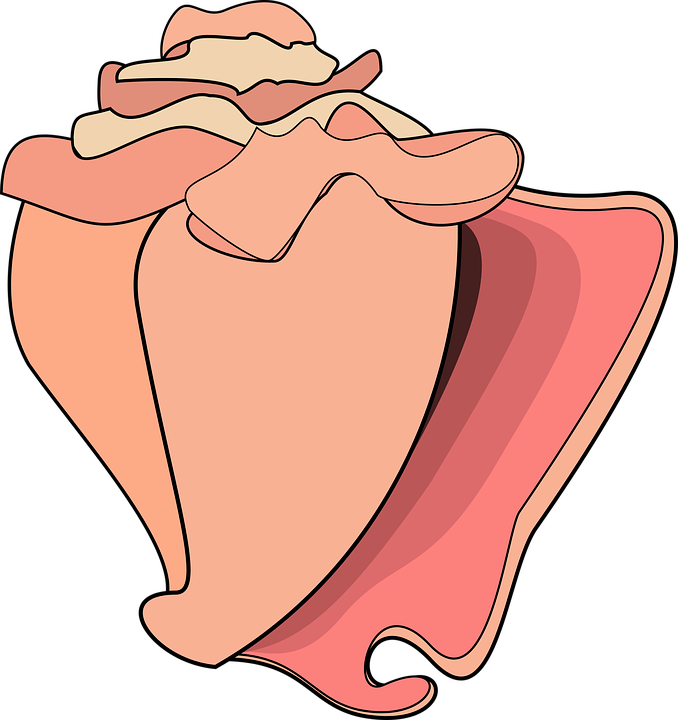 Colorful Conch Shell Illustration PNG