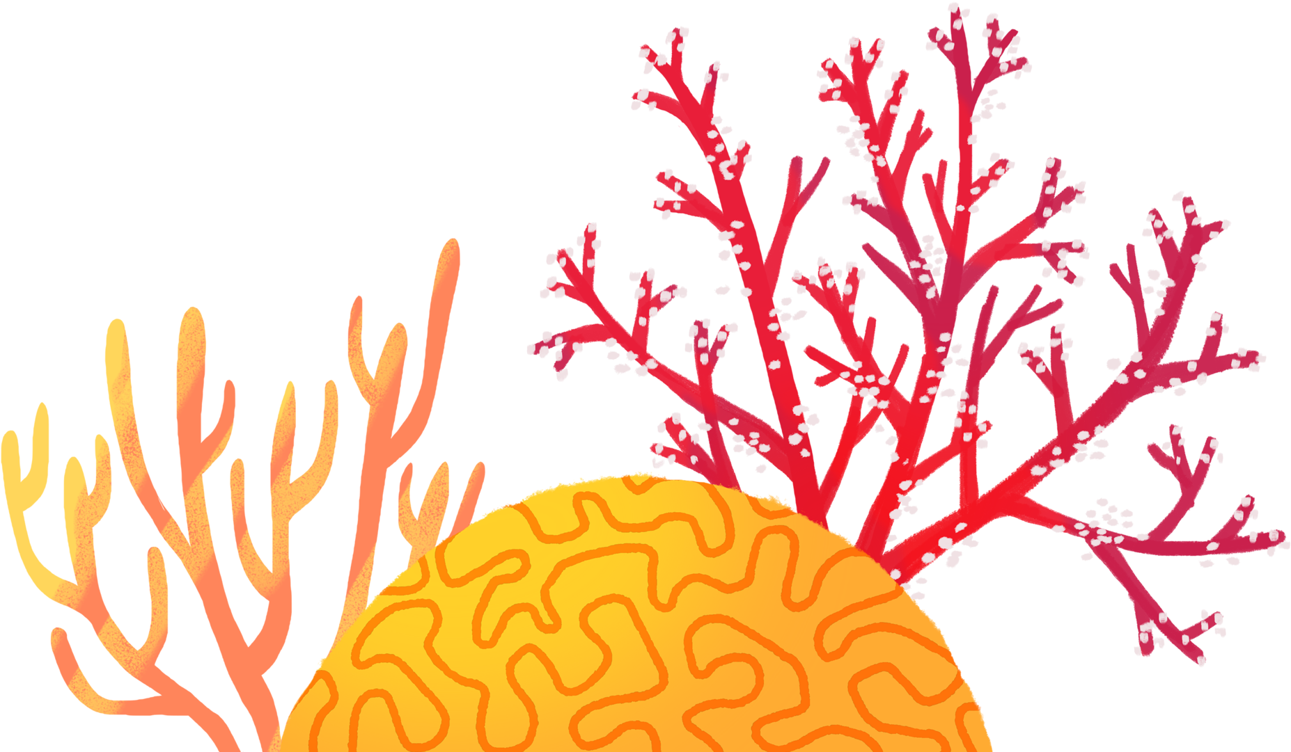 Colorful Coral Reef Illustration PNG