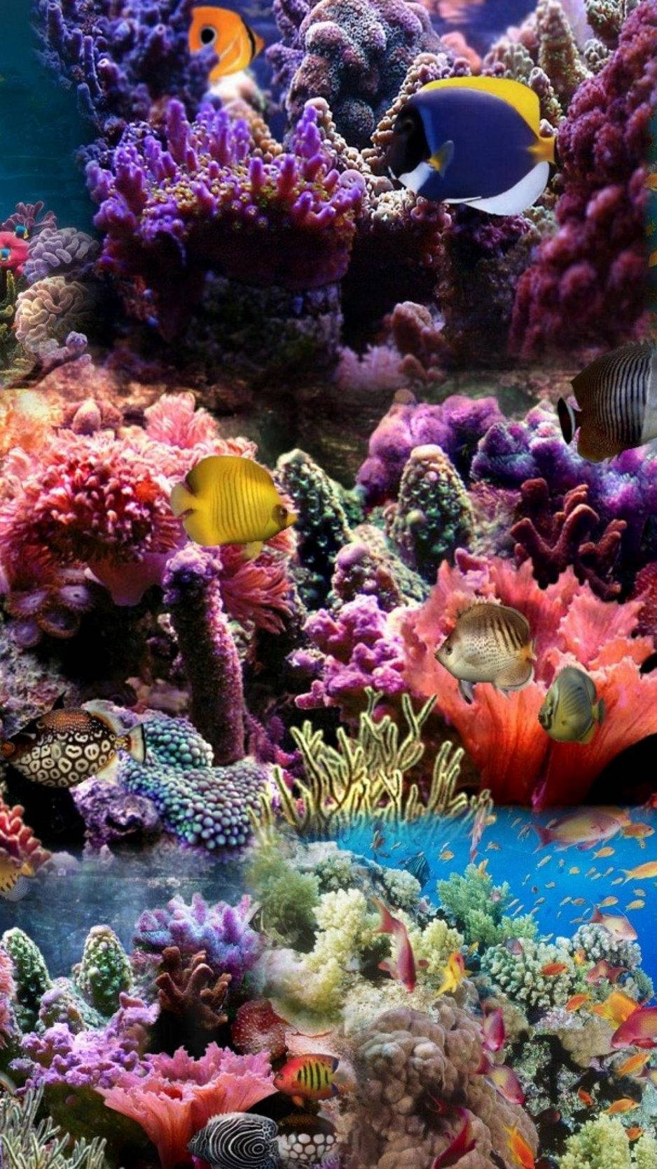 Colorful Coral Reef Poster Wallpaper