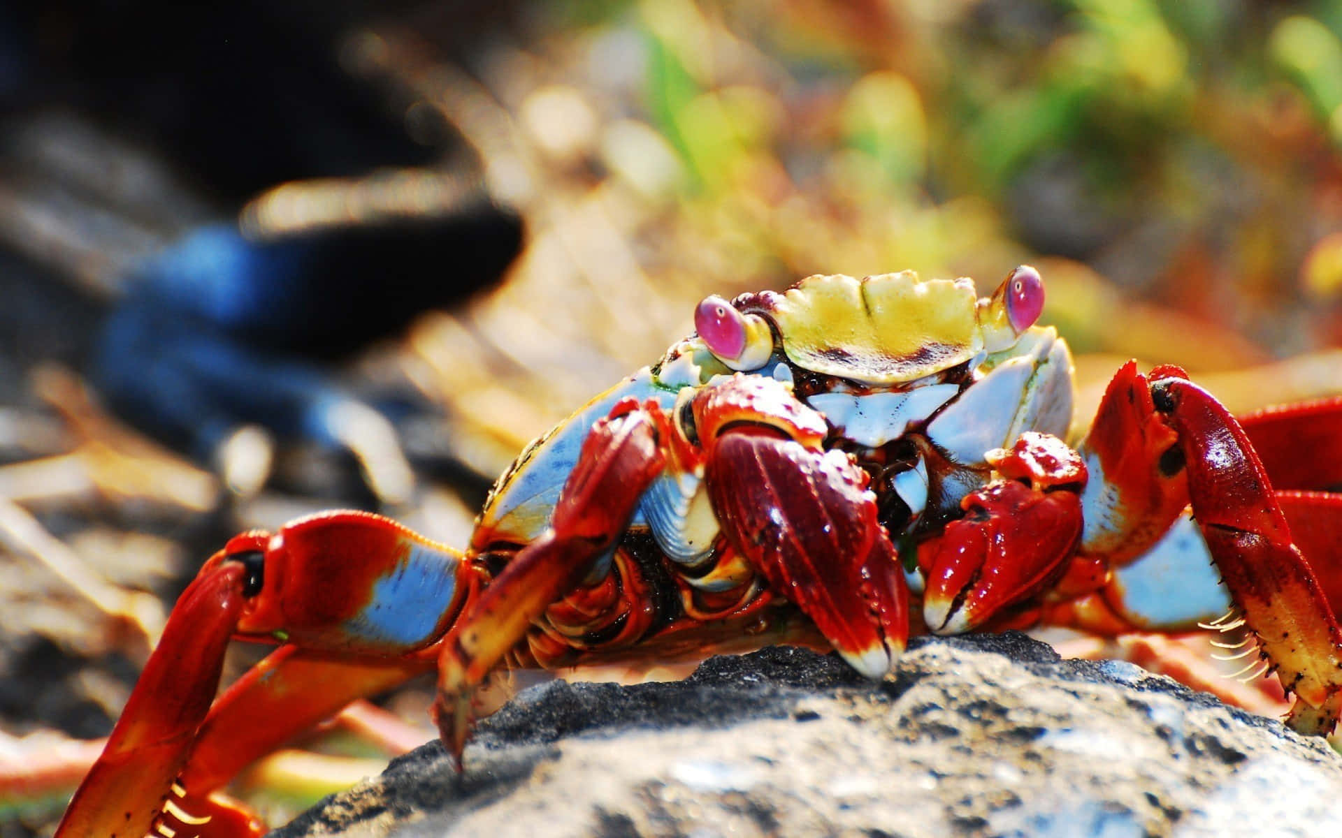 Colorful Crab On Rock Wallpaper