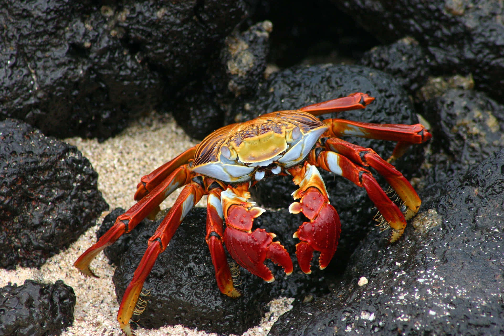 Colorful Crab On Rocks.jpg Wallpaper