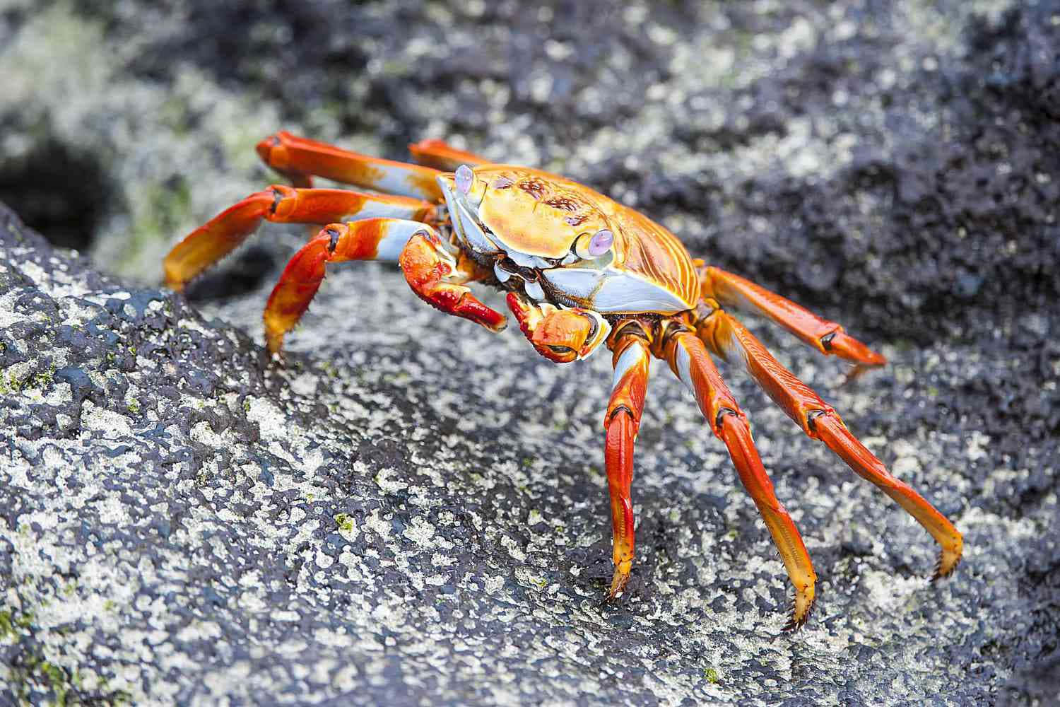 Colorful Crab On Rocky Surface.jpg Wallpaper