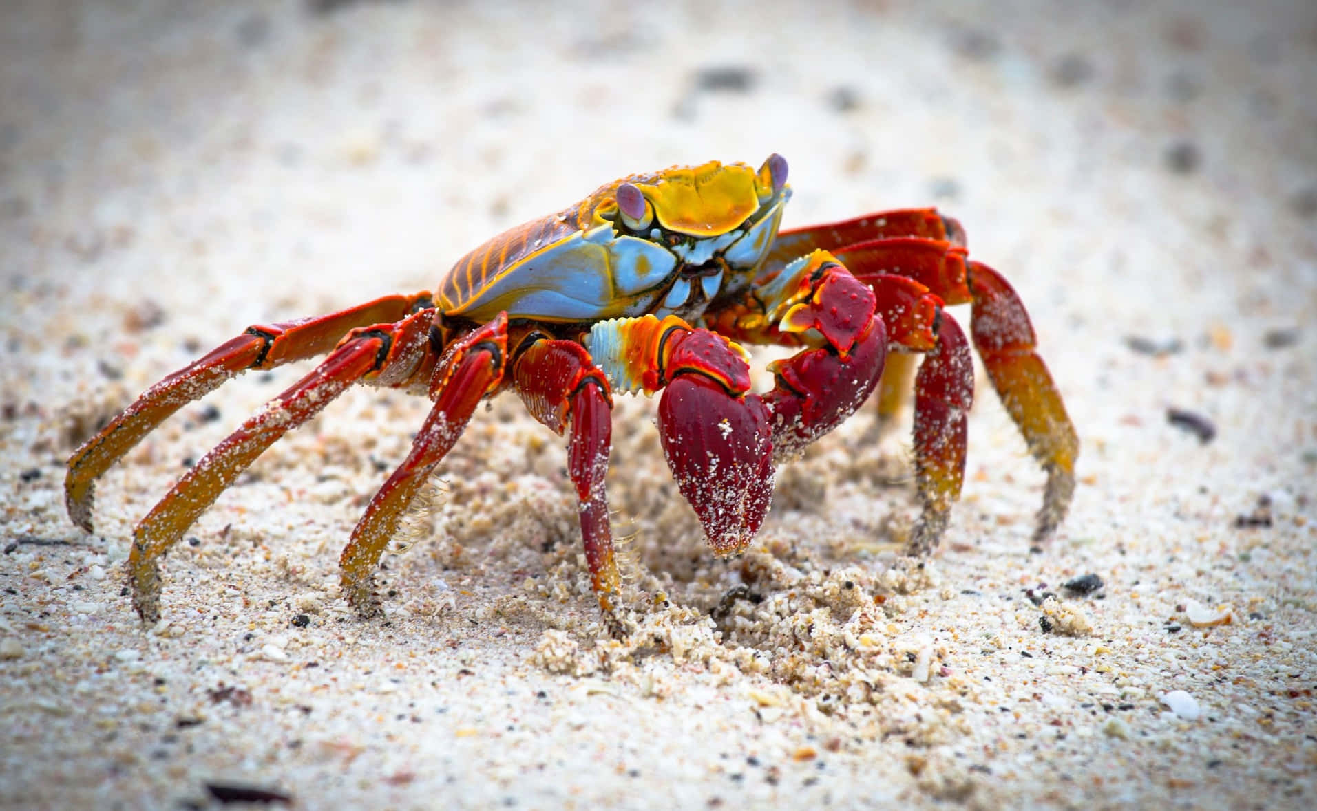 Colorful Crab On Sandy Beach Wallpaper