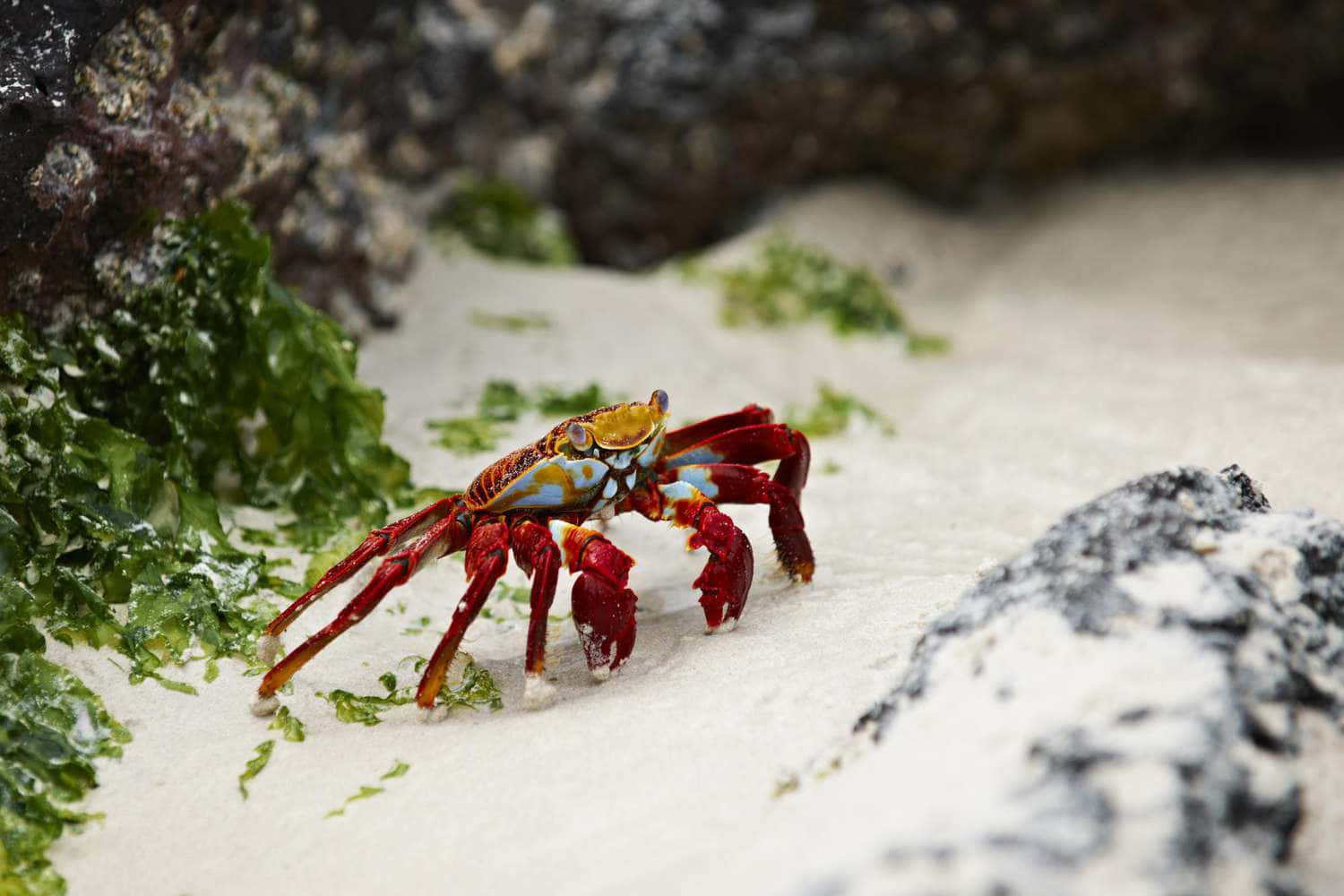 Colorful Crab On Sandy Beach Wallpaper