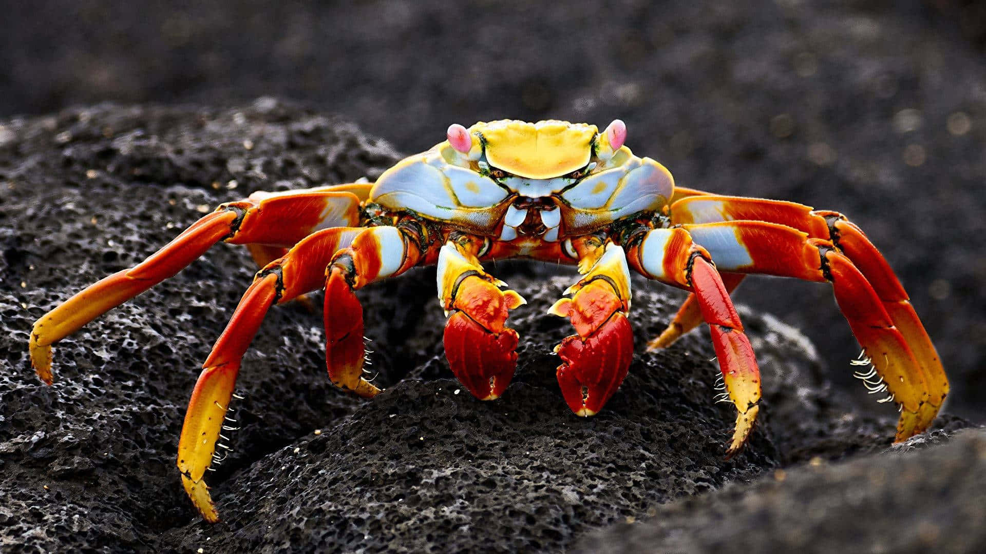Colorful_ Crab_on_ Volcanic_ Rock Wallpaper