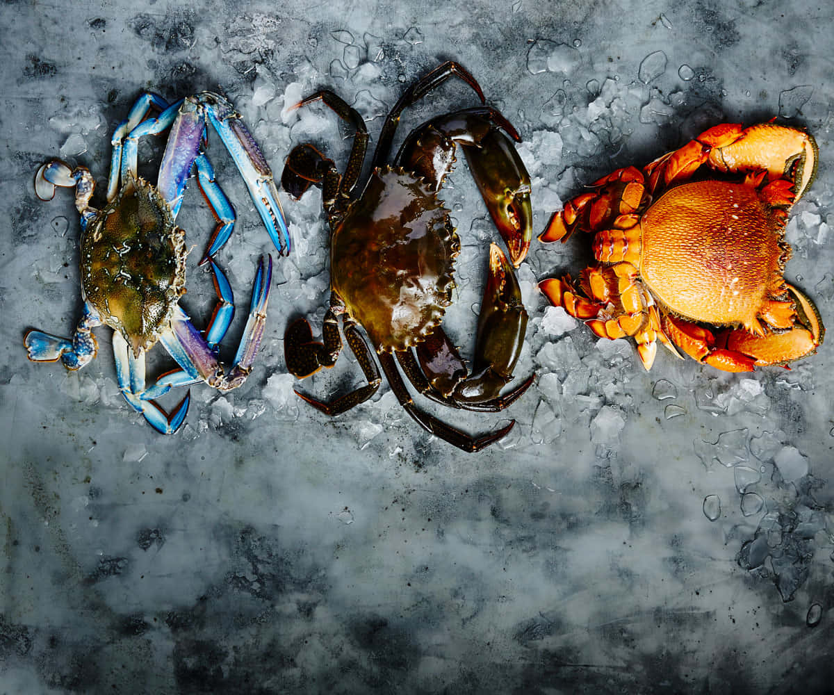 Colorful Crustaceanson Ice Wallpaper
