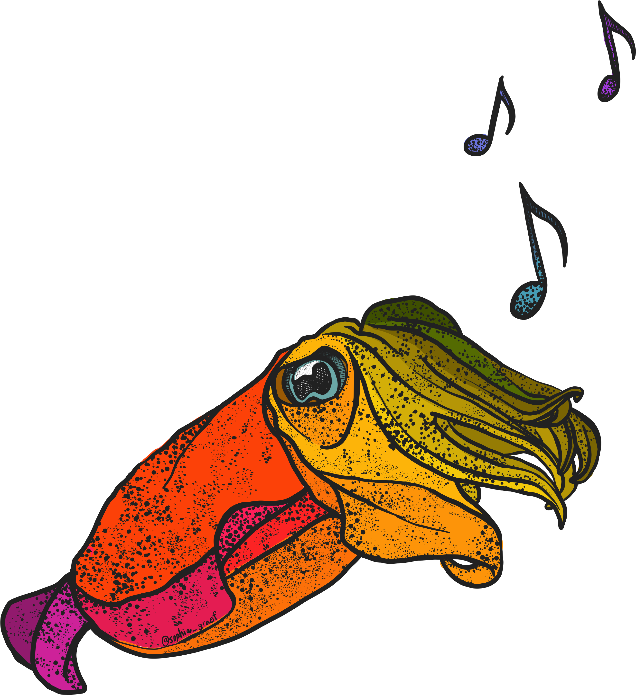 Colorful Cuttlefish Illustration PNG