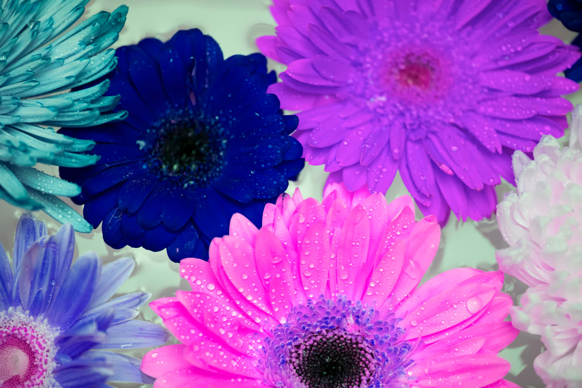 Palette Colorful Daisies Wallpaper