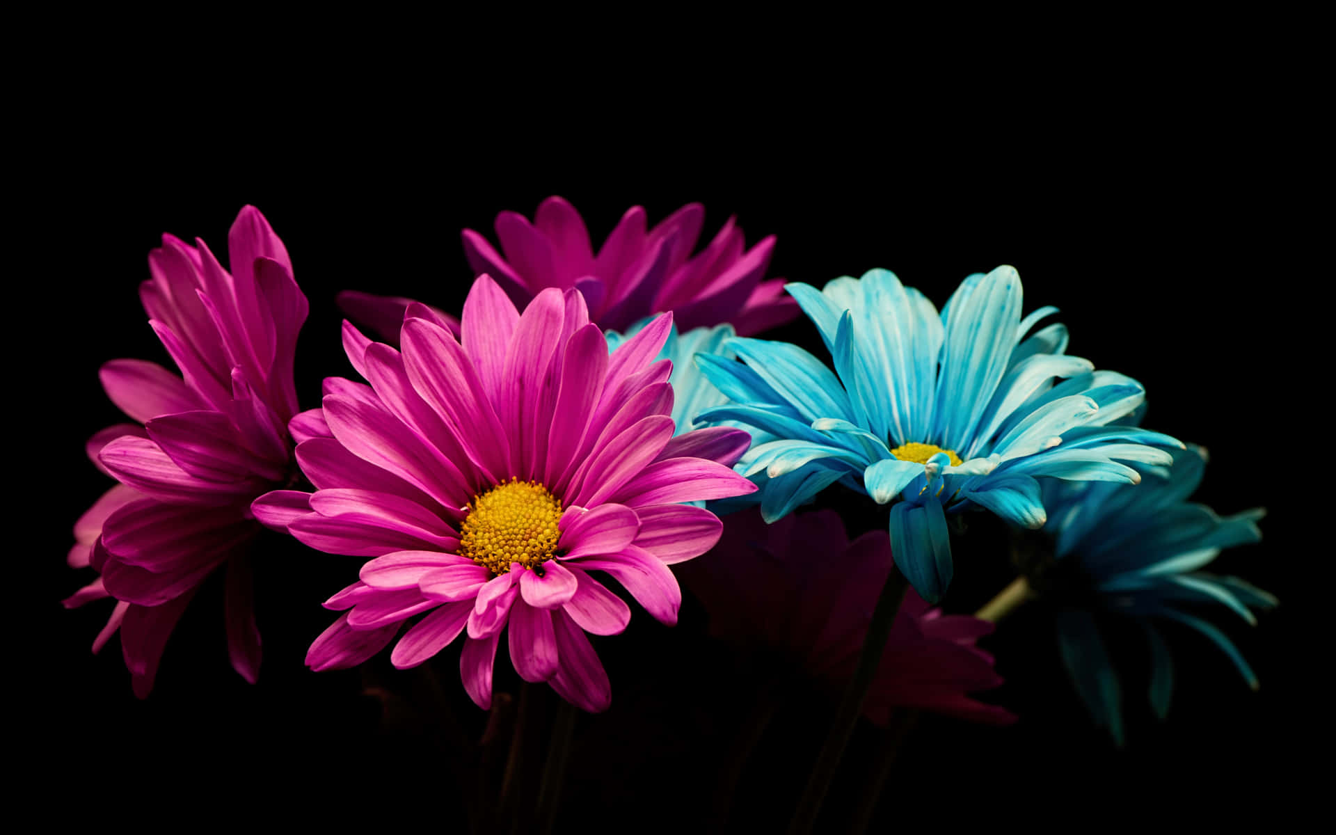 "A Burst of Color - Colorful Daisies" Wallpaper
