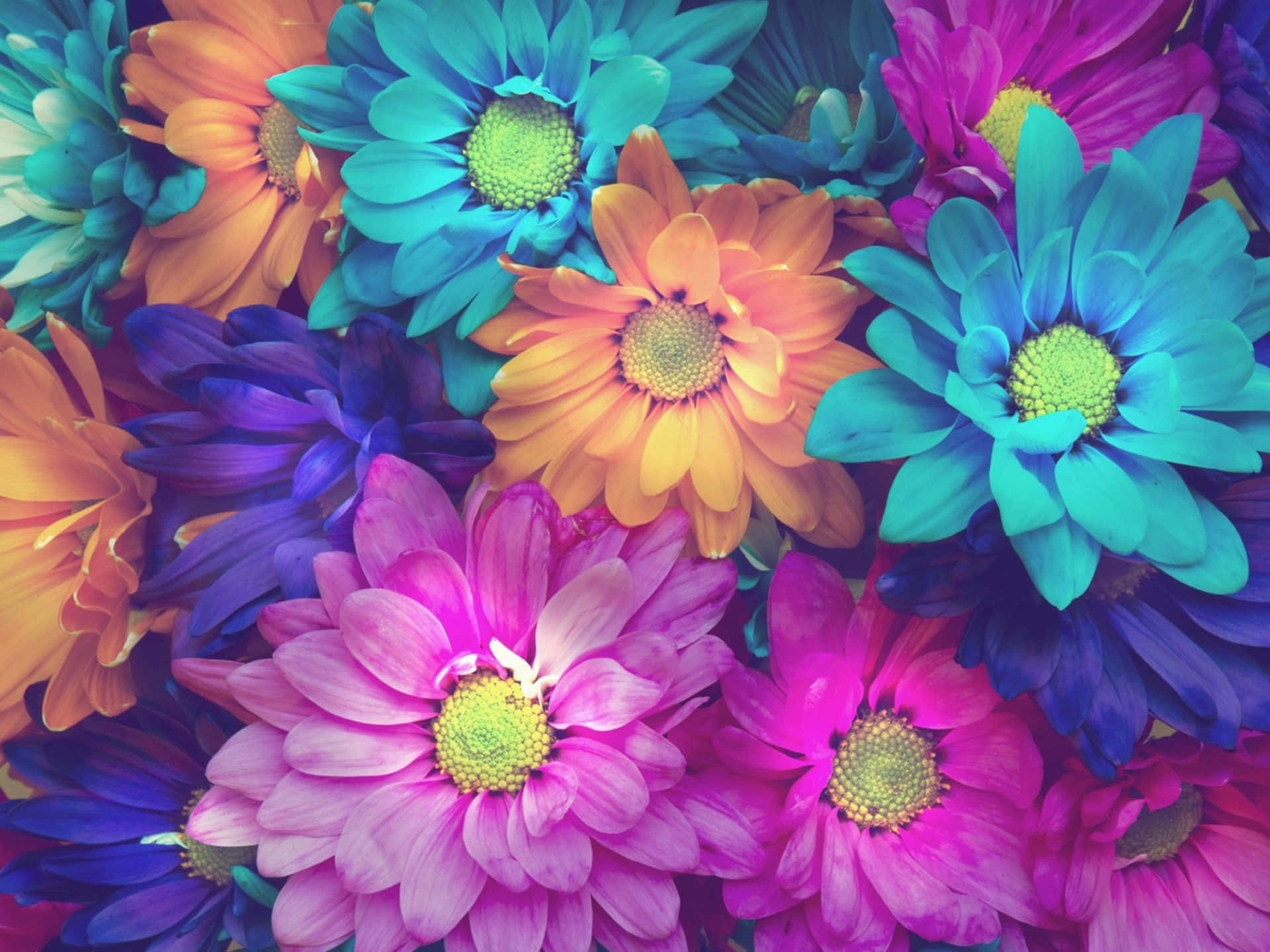 "Colorful daisies in a field of green." Wallpaper