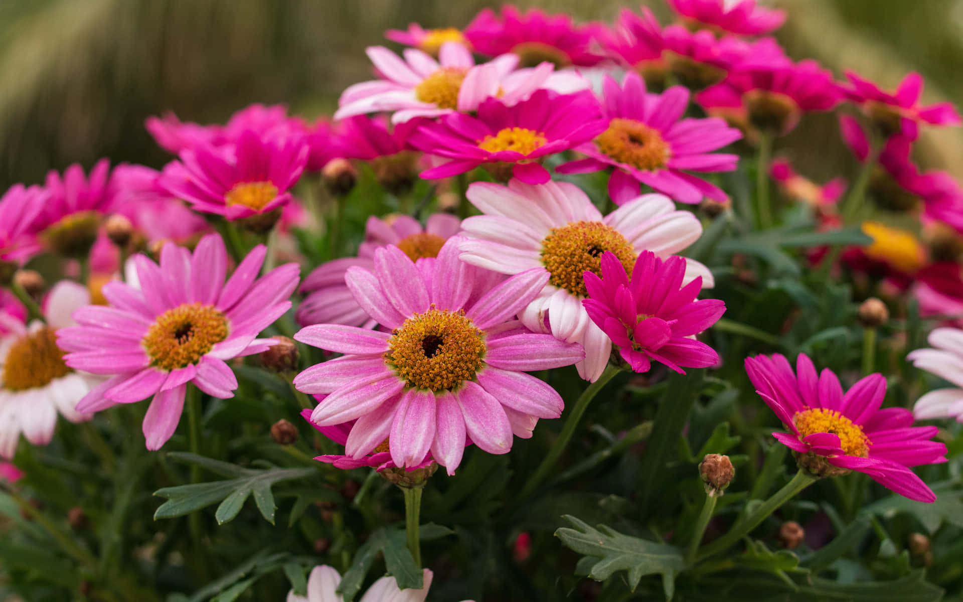 Pink And White Daisies In A Pot Wallpaper