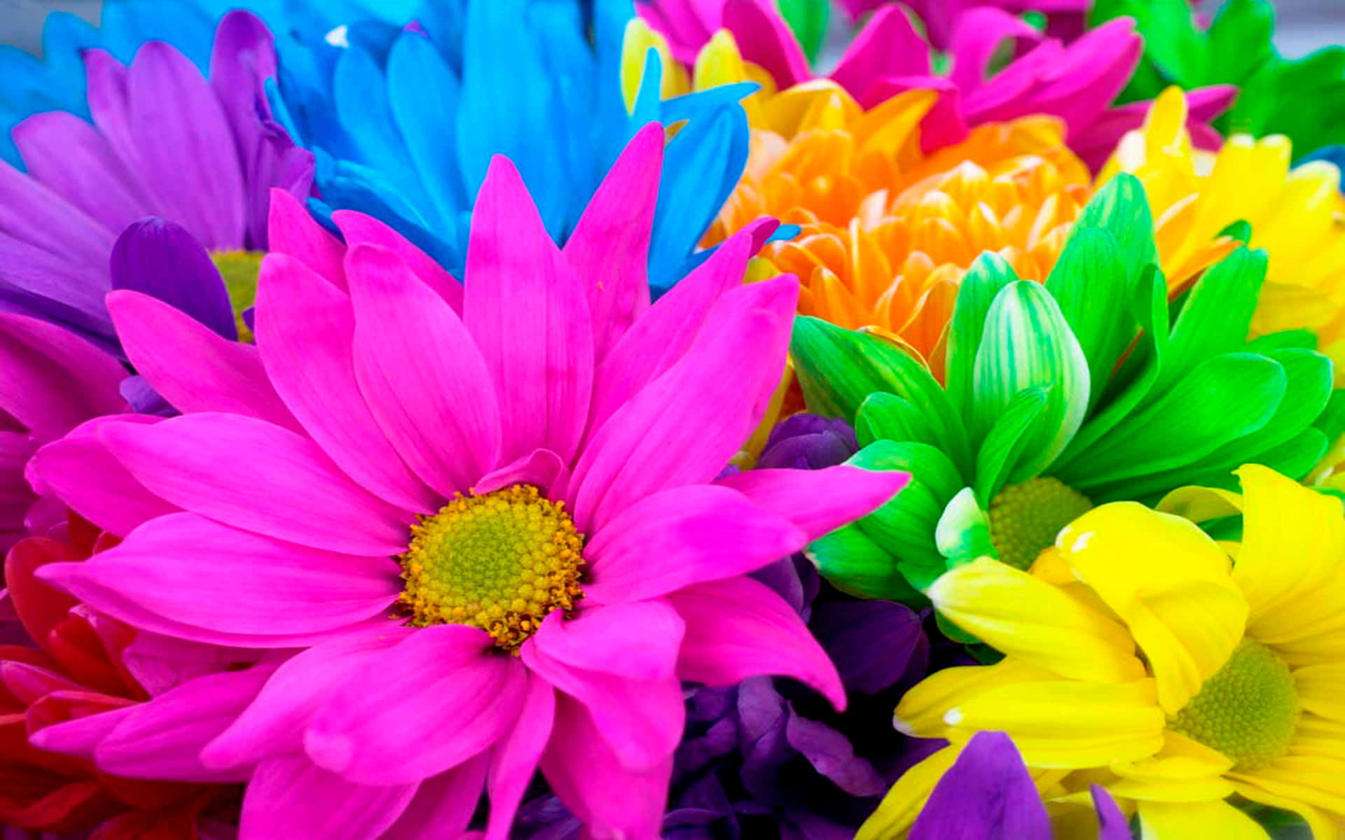 Patch Colorful Daisies Wallpaper