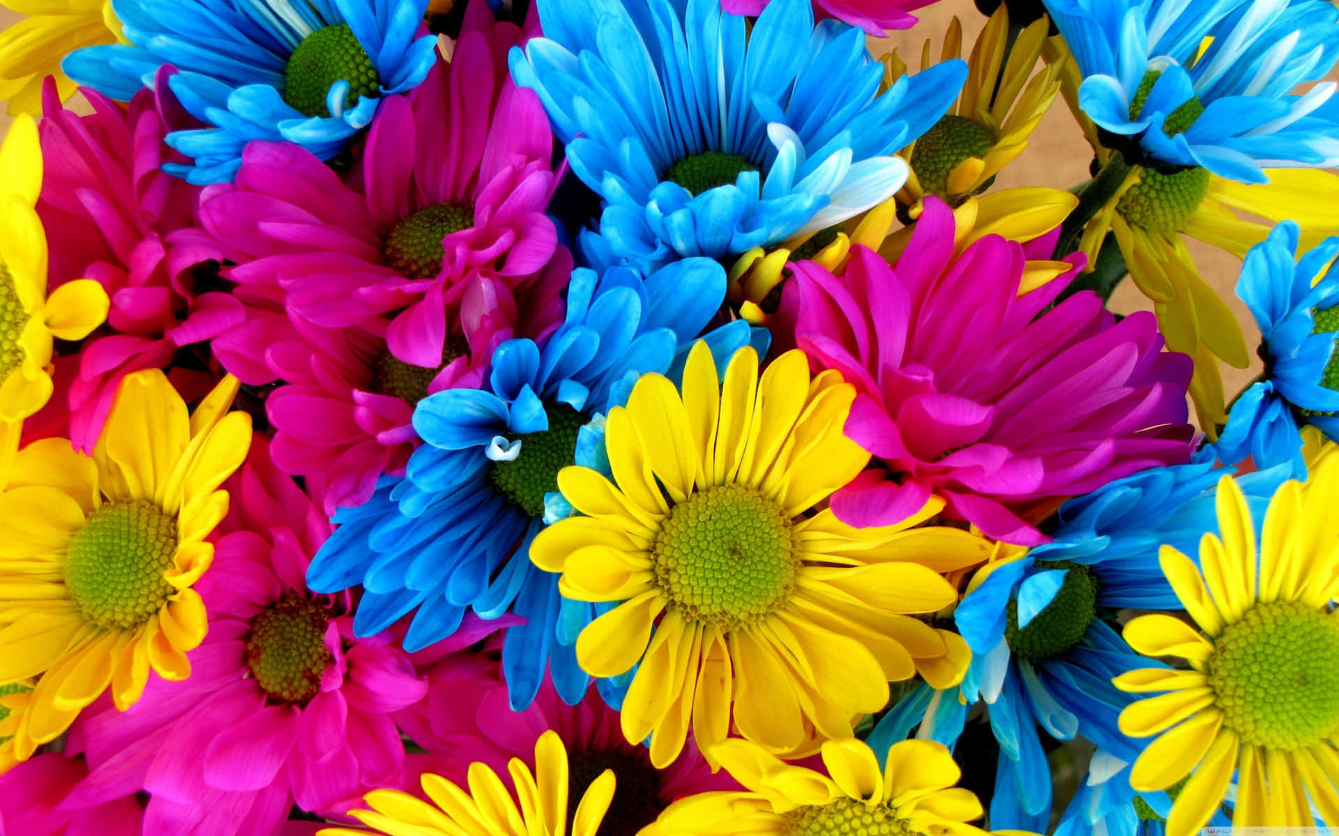 Bold Colorful Daisies Wallpaper