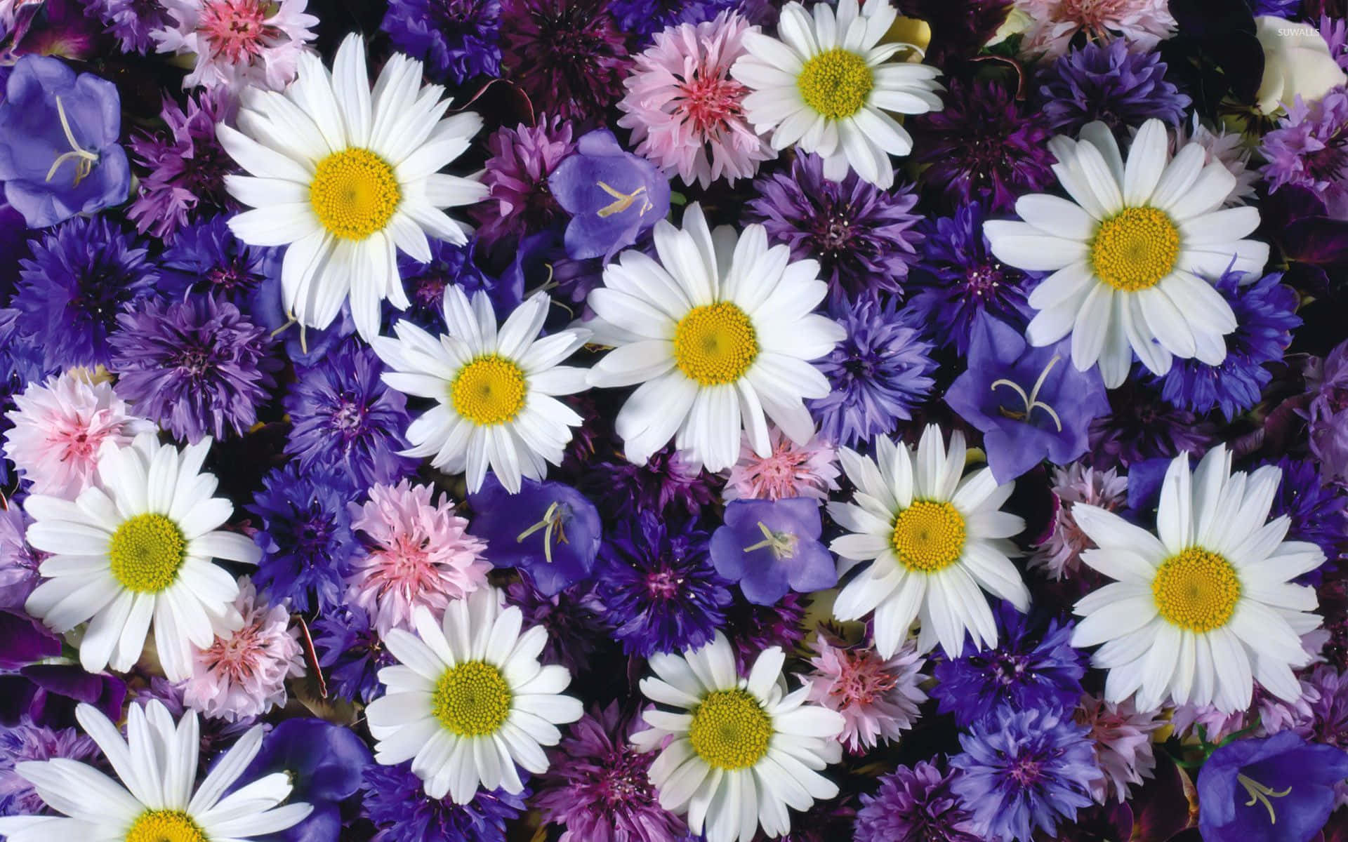 "Bringing a pop of color to any space with these vibrant daisies!" Wallpaper
