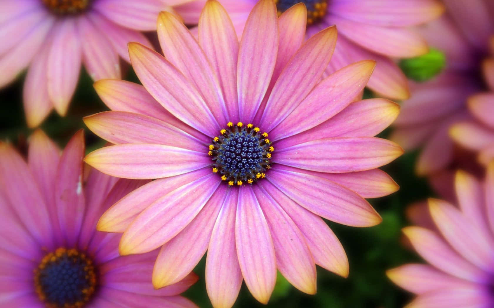 Pink Colorful Daisies Wallpaper