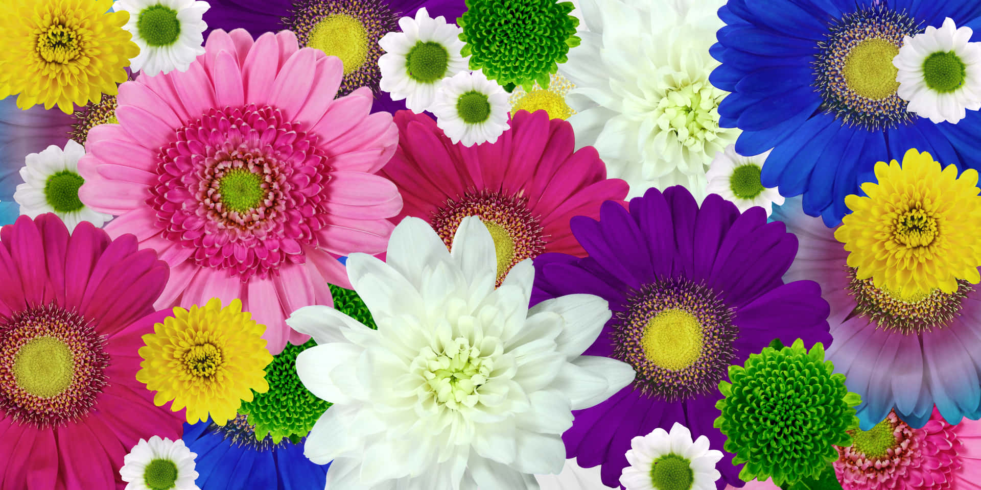A colorful field of cheerful daisies! Wallpaper