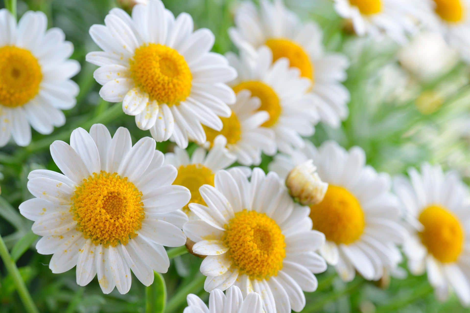 White Colorful Daisies Wallpaper