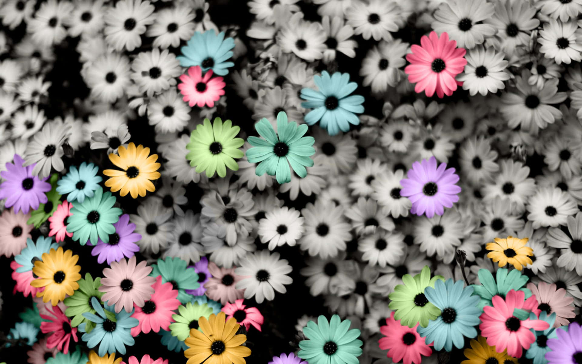 Enjoy the bright beauty of colorful daisies on a Summer day Wallpaper