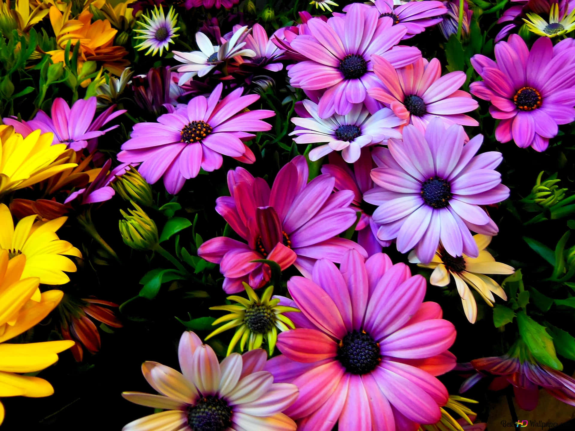 A Field of Colorful Daisies in Full Bloom Wallpaper