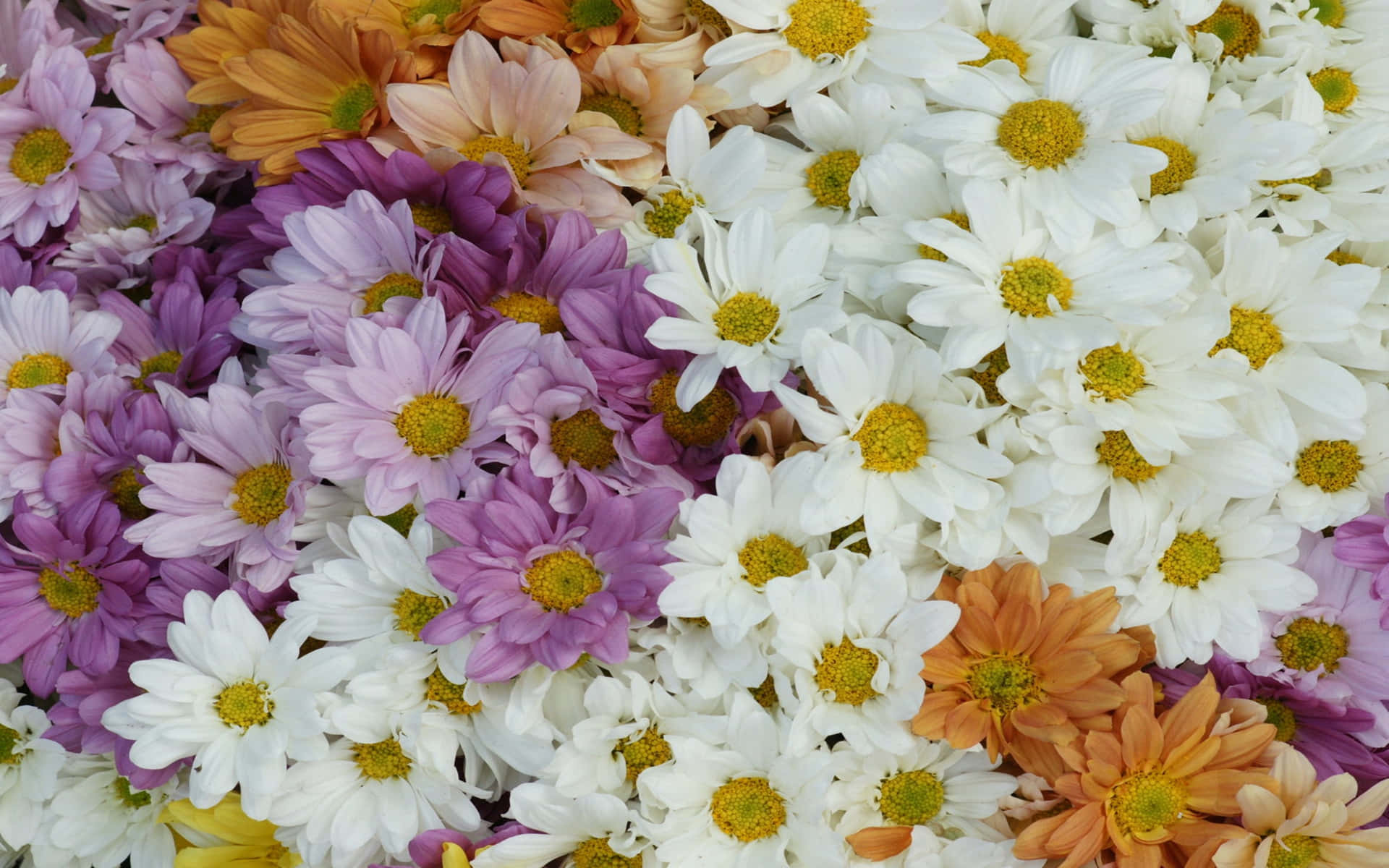 Layers Of Colorful Daisies Wallpaper