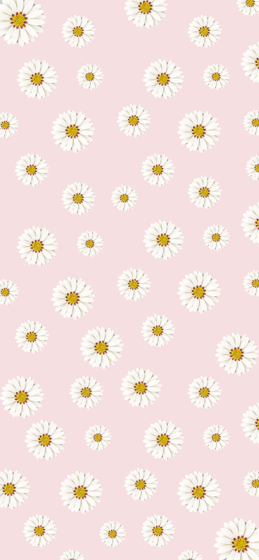 Welcome Spring with vibrant colored daisies! Wallpaper