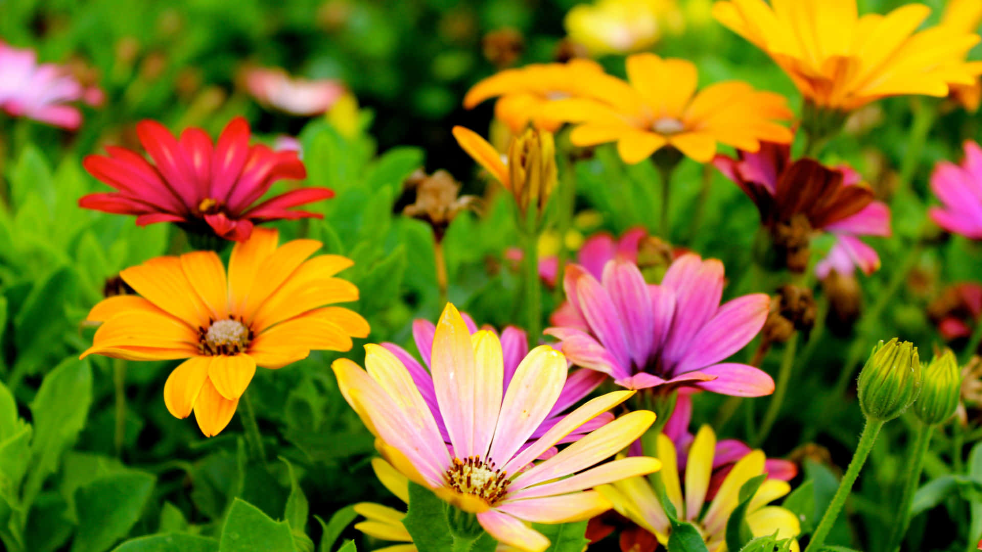 Brighten up the room with these oh-so-pretty colorful daisies! Wallpaper