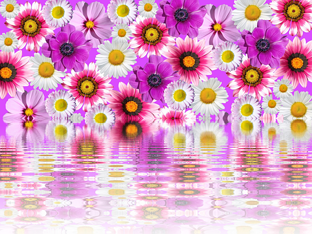Colorful Daisies Reflection Water PNG