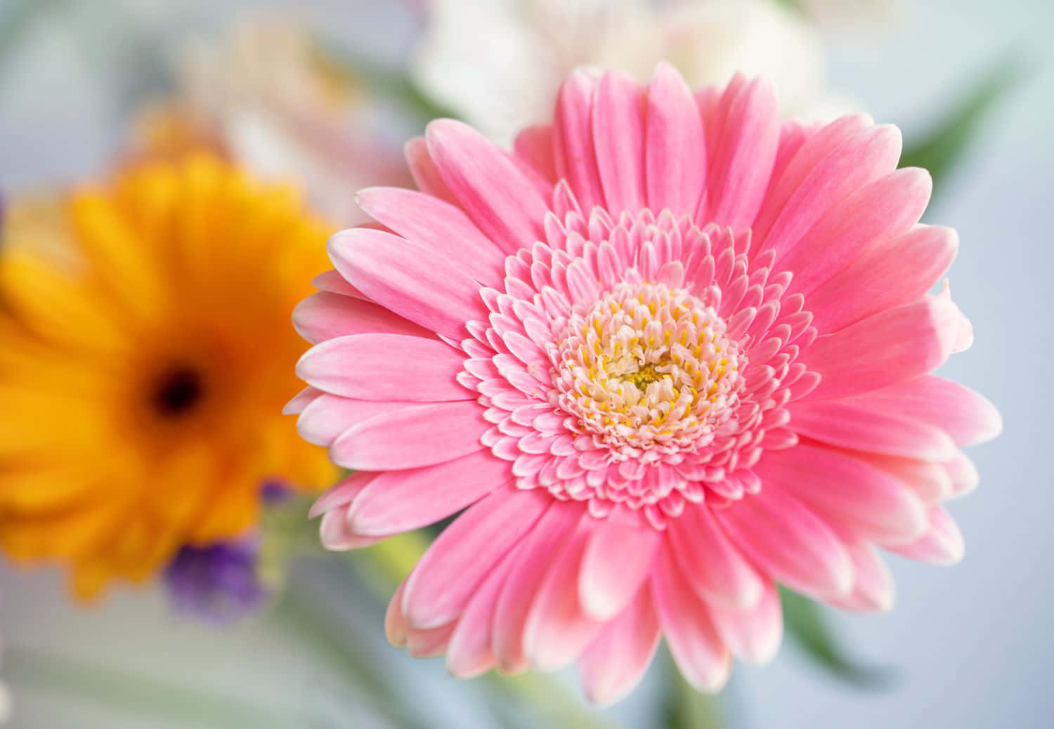 A vibrant bed of beautiful colorful daisies in the sunshine. Wallpaper