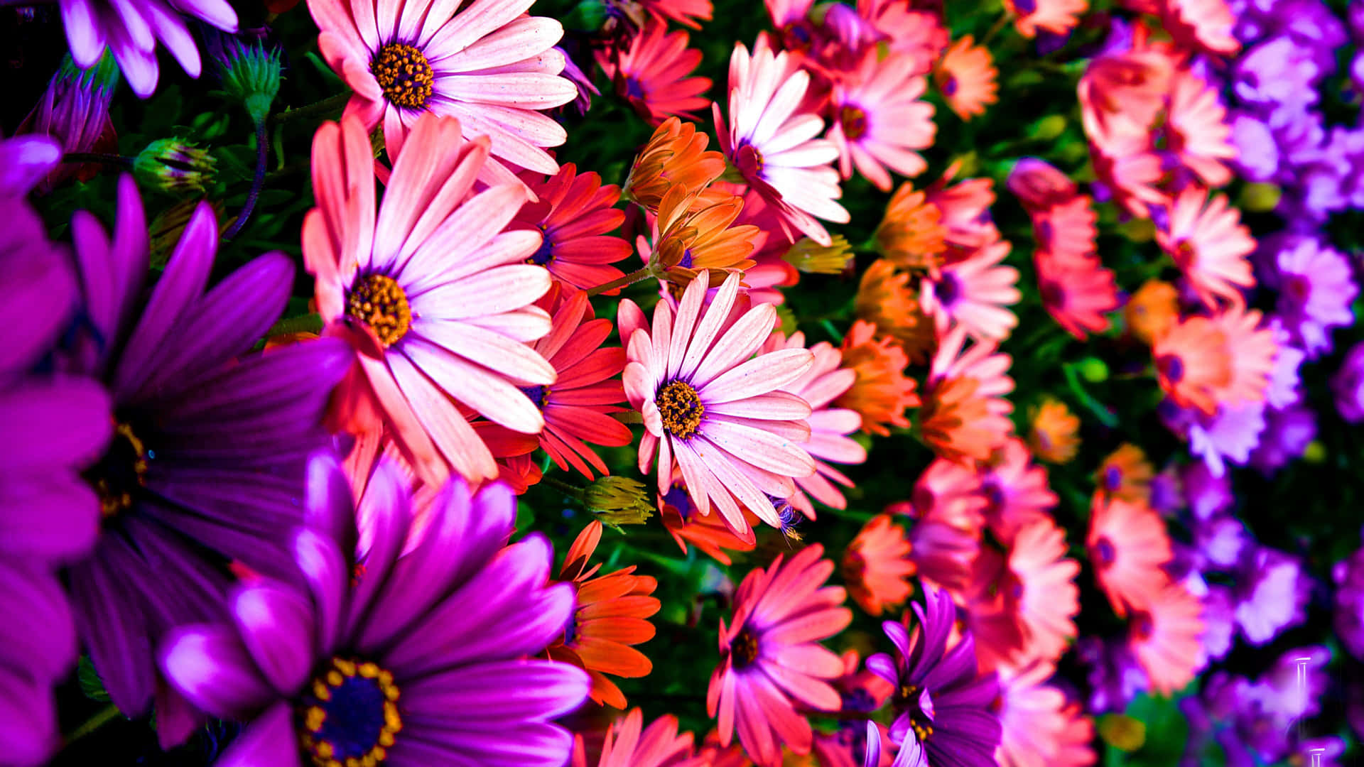 Rows Colorful Daisies Wallpaper