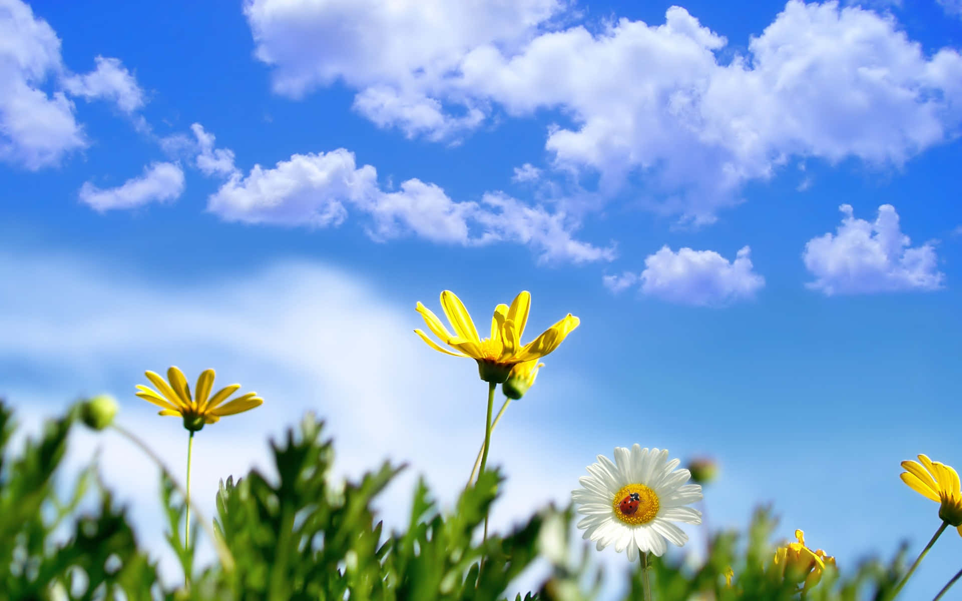 En mark af blomster med en blå himmel ovenover. Wallpaper