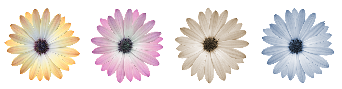 Colorful Daisy Collection PNG