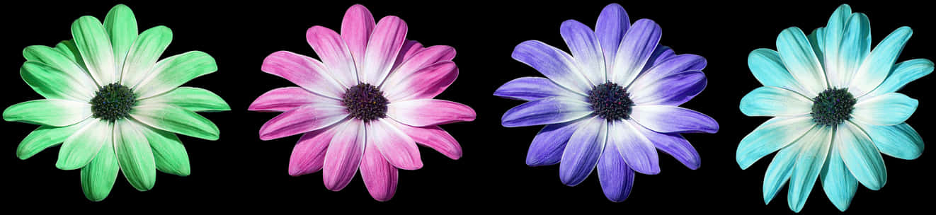 Colorful Daisy Collection PNG