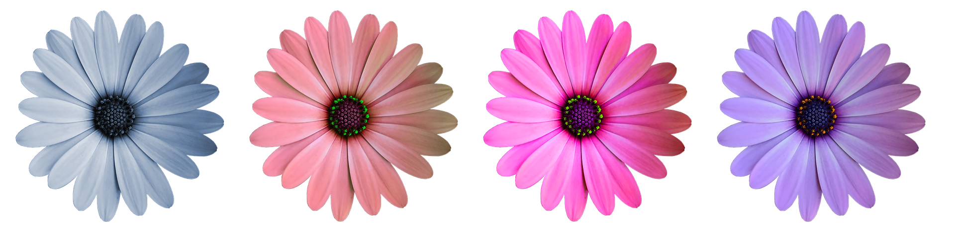 Colorful Daisy Collection Black Background PNG