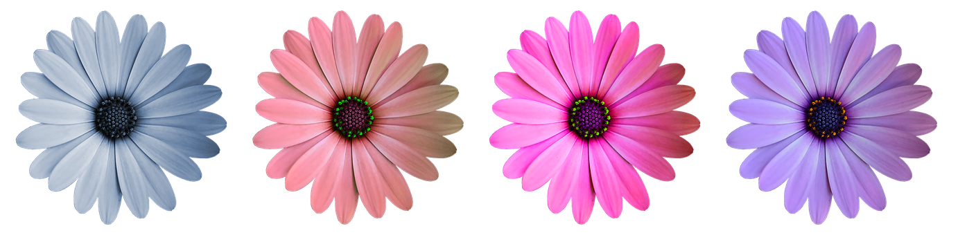 Colorful Daisy Collection Black Background PNG