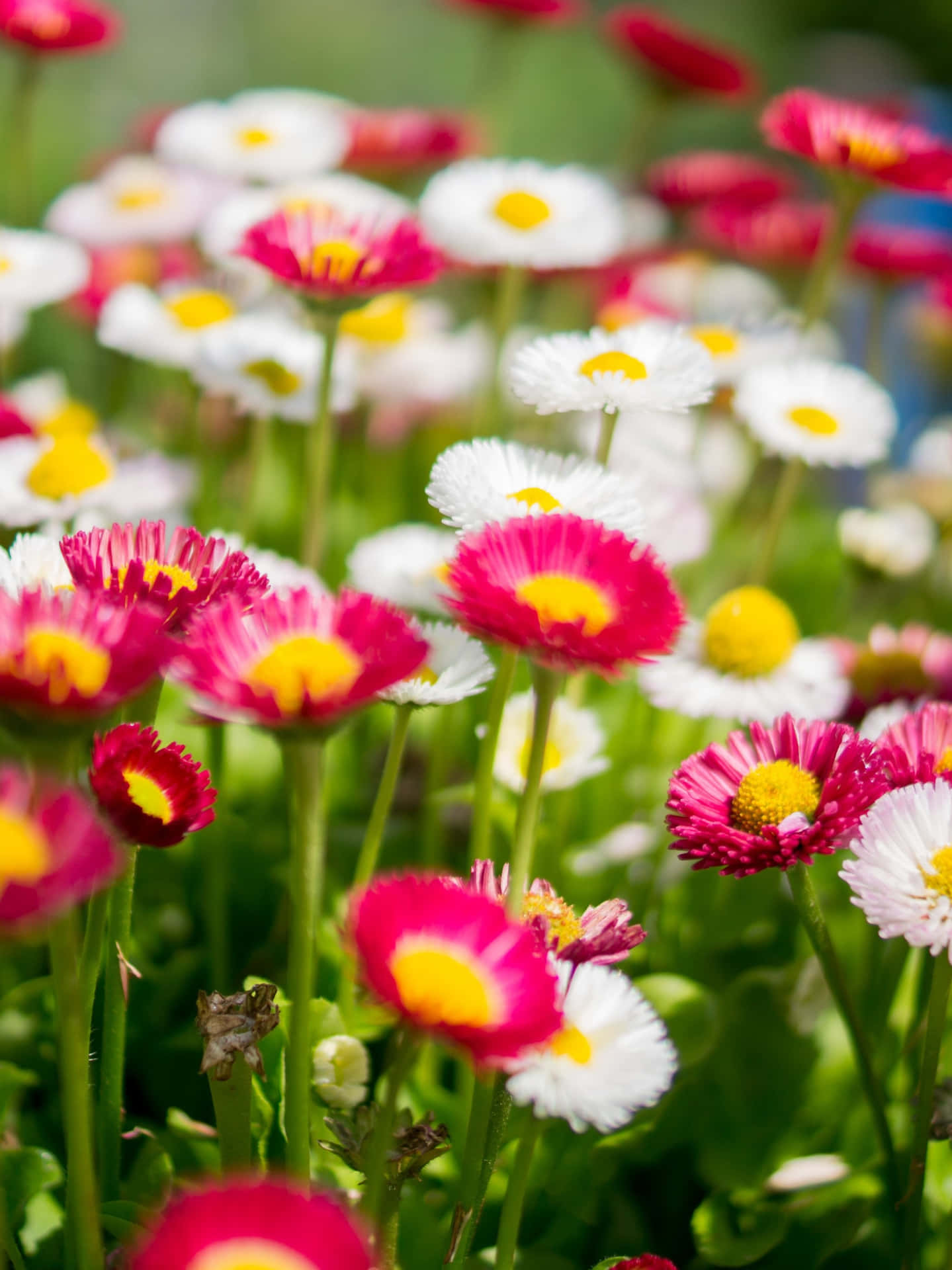 Colorful Daisy Field Springtime.jpg Wallpaper