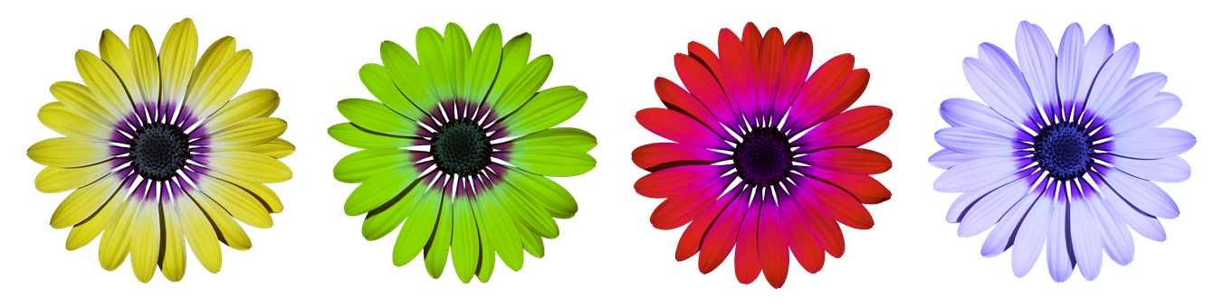 Colorful Daisy Flowers Black Background PNG