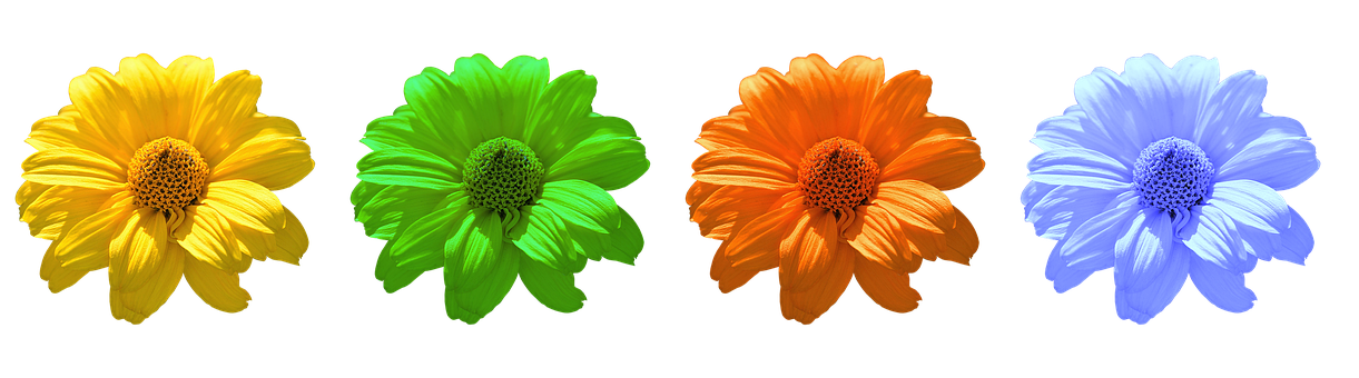 Colorful Daisy Flowers Black Background PNG