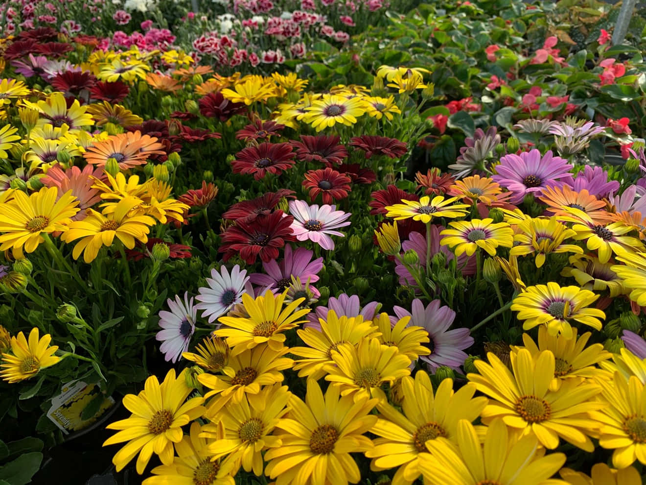 Colorful Daisy Flowers Picture