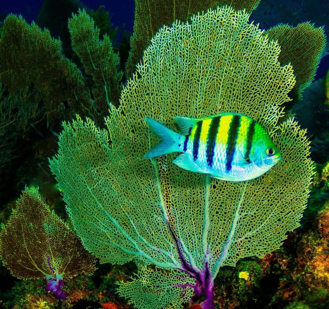 Colorful Damselfish Amidst Coral Fan Wallpaper