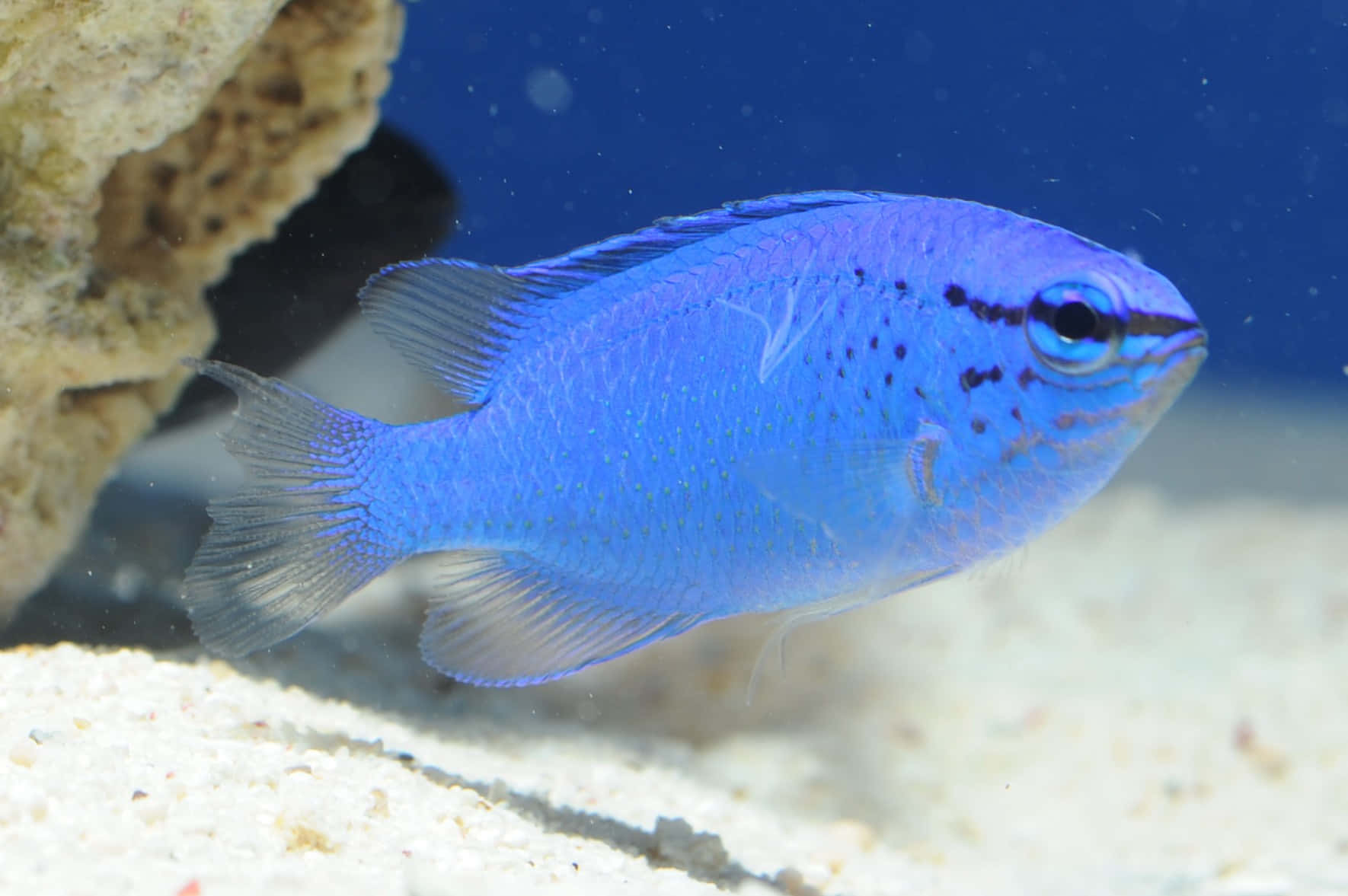 Colorful Damselfish Swimming In A Vibrant Coral Reef. Wallpaper