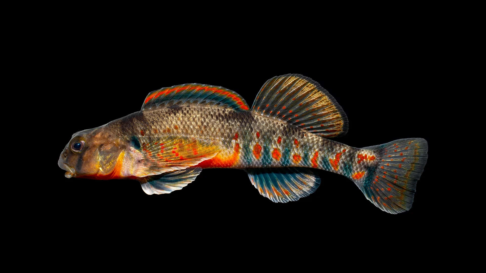 Colorful Darter Fish Black Background Wallpaper