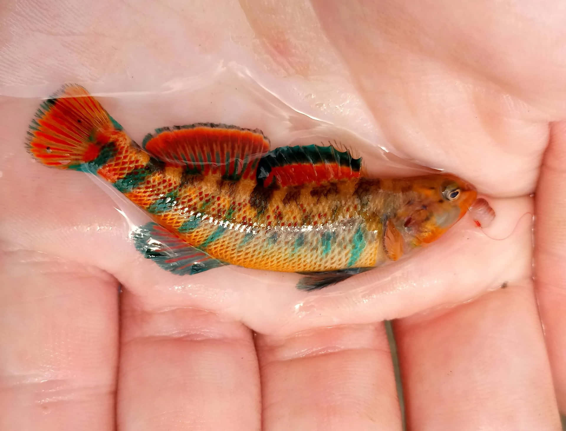 Download Colorful Darter Fish In Hand.jpg Wallpaper | Wallpapers.com