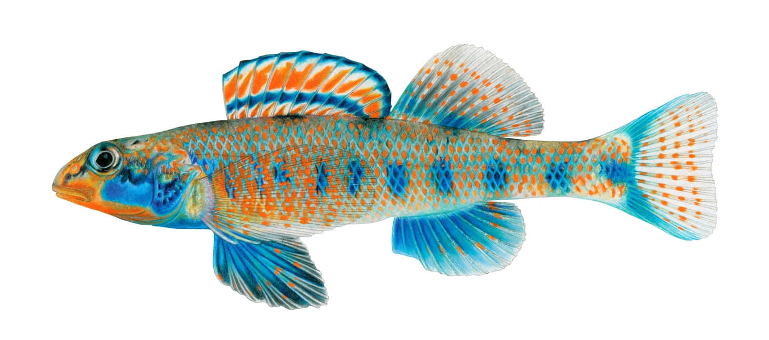 Colorful Darter Fish Isolated Wallpaper