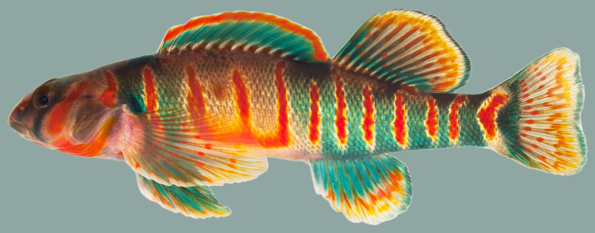 Colorful Darter Fish Isolated Wallpaper