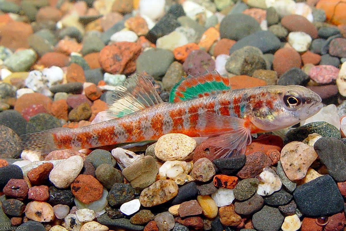 Colorful Darter Fish On Pebbles.jpg Wallpaper