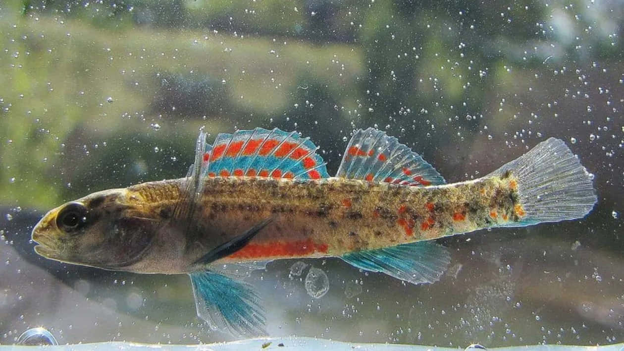 Download Colorful Darter Fish Swimming Wallpaper | Wallpapers.com