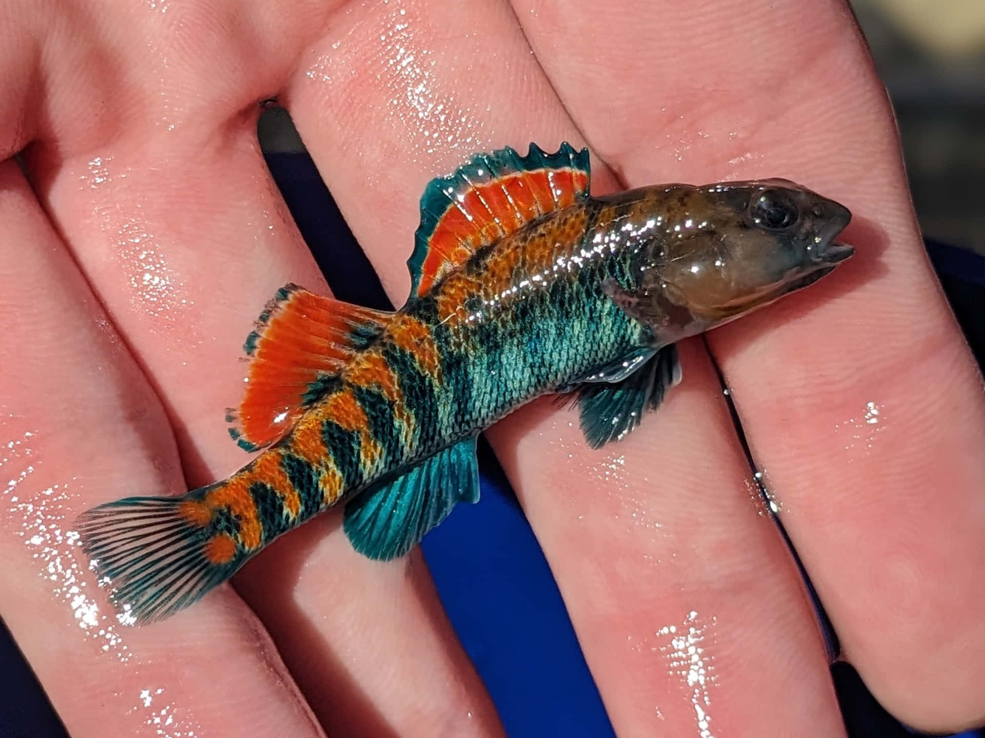 Colorful Darter Fishin Hand.jpg Wallpaper