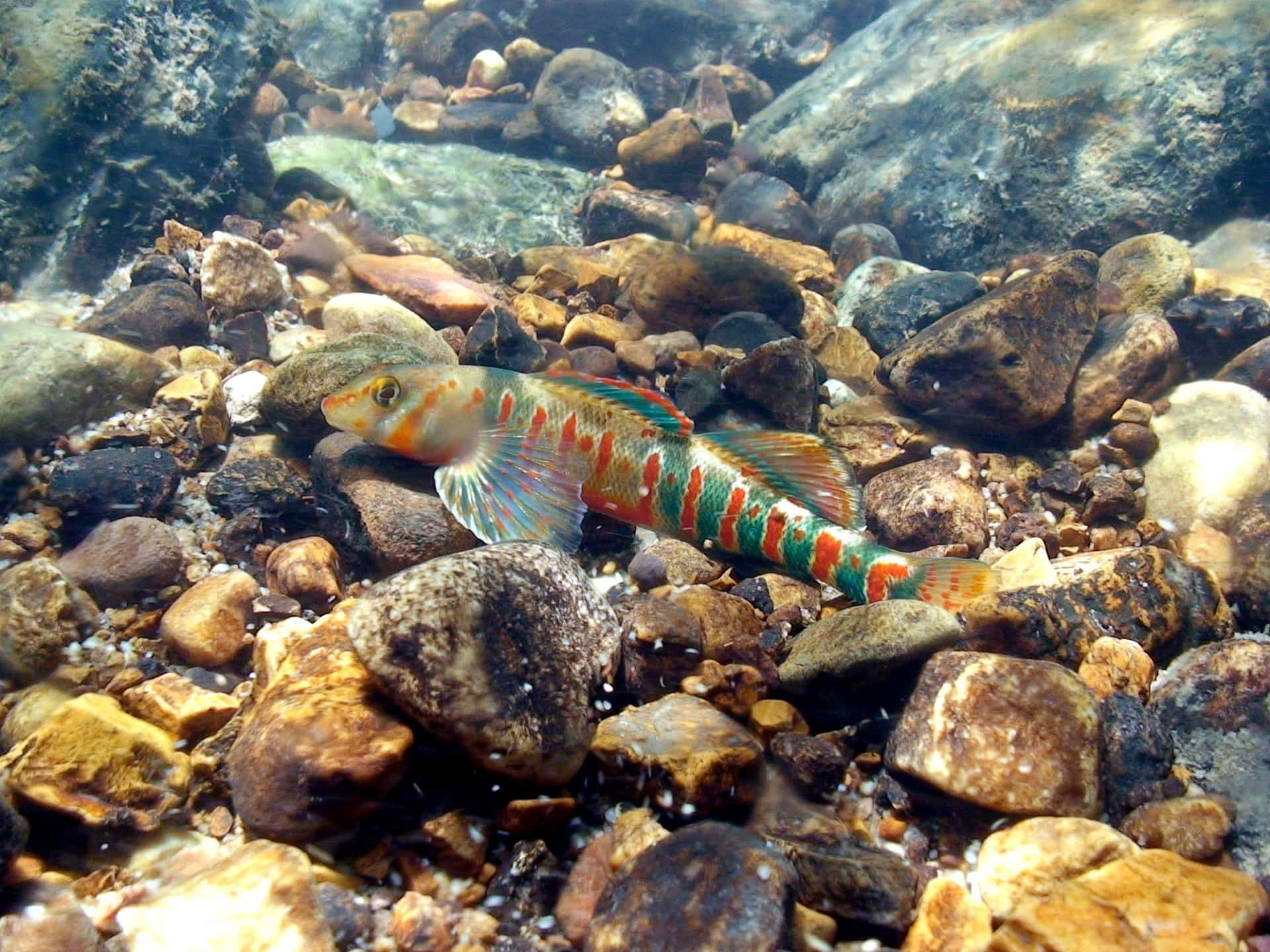 Colorful Darter Fishin Streambed.jpg Wallpaper